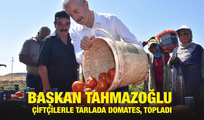 BAŞKAN TAHMAZOĞLU ÇİFTÇİLERLE TARLADA DOMATES, TOPLADI