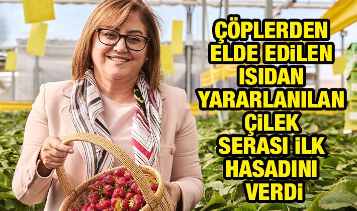 Çöplerden elde edilen ısıdan yararlanılan çilek serası ilk hasadını verdi