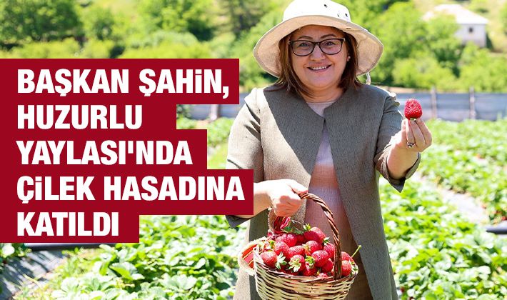 BAŞKAN ŞAHİN, HUZURLU YAYLASI’NDA ÇİLEK HASADINA KATILDI