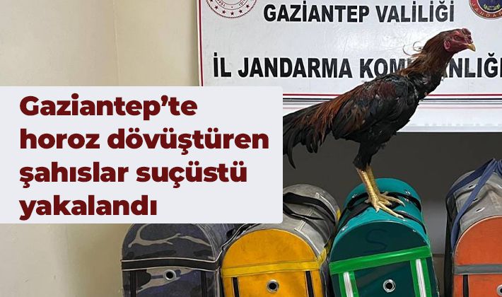 Gaziantep’te horoz dövüştüren şahıslar suçüstü yakalandı