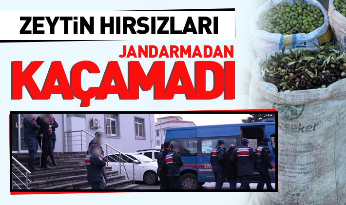 Zeytin hırsızları jandarmadan kaçamadı 