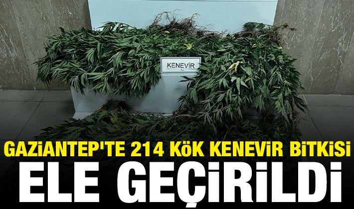 Gaziantep'te 214 kök kenevir bitkisi ele geçirildi