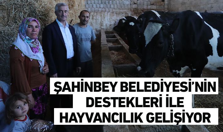 ŞAHİNBEY BELEDİYESİ’NİN DESTEKLERİ İLE HAYVANCILIK GELİŞİYOR 