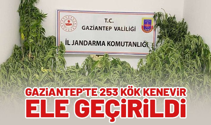 Gaziantep'te 253 kök kenevir ele geçirildi