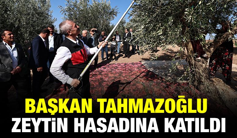 BAŞKAN TAHMAZOĞLU ZEYTİN HASADINA KATILDI