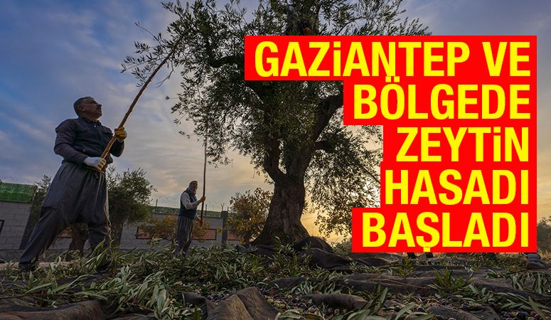 GAZİANTEP VE BÖLGEDE ZEYTİN HASADI BAŞLADI