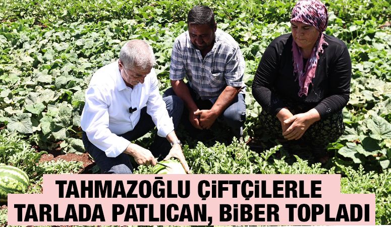 TAHMAZOĞLU ÇİFTÇİLERLE TARLADA PATLICAN, BİBER TOPLADI