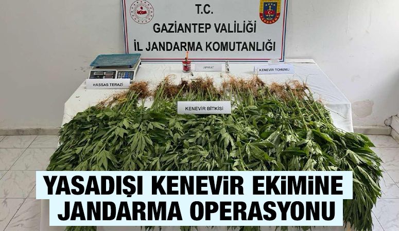 Yasadışı Kenevir Ekimine Jandarma Operasyonu