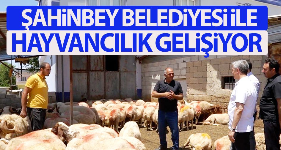 Şahinbey Belediyesi ile hayvancılık gelişiyor