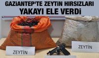 Gaziantep'te zeytin hırsızları yakayı ele verdi