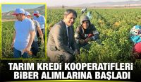 Tarım Kredi Kooperatifleri Biber Alımlarına Başladı