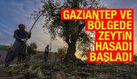 GAZİANTEP VE BÖLGEDE ZEYTİN HASADI BAŞLADI