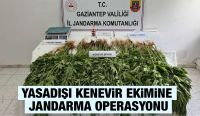 Yasadışı Kenevir Ekimine Jandarma Operasyonu