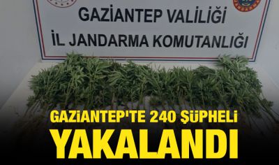 Gaziantep'te 240 şüpheli yakalandı