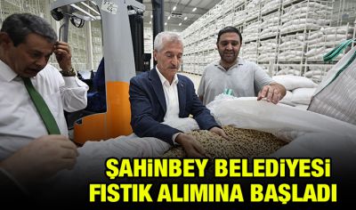 ŞAHİNBEY BELEDİYESİ FISTIK ALIMINA BAŞLADI