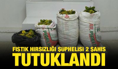 Fıstık hırsızlığı şüphelisi 2 şahıs tutuklandı