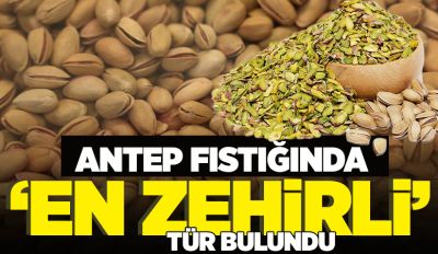 Antep fıstığında ‘en zehirli’ tür bulundu