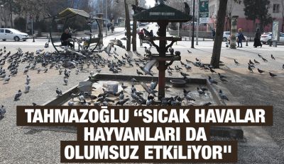 TAHMAZOĞLU “SICAK HAVALAR HAYVANLARI DA OLUMSUZ ETKİLİYOR”